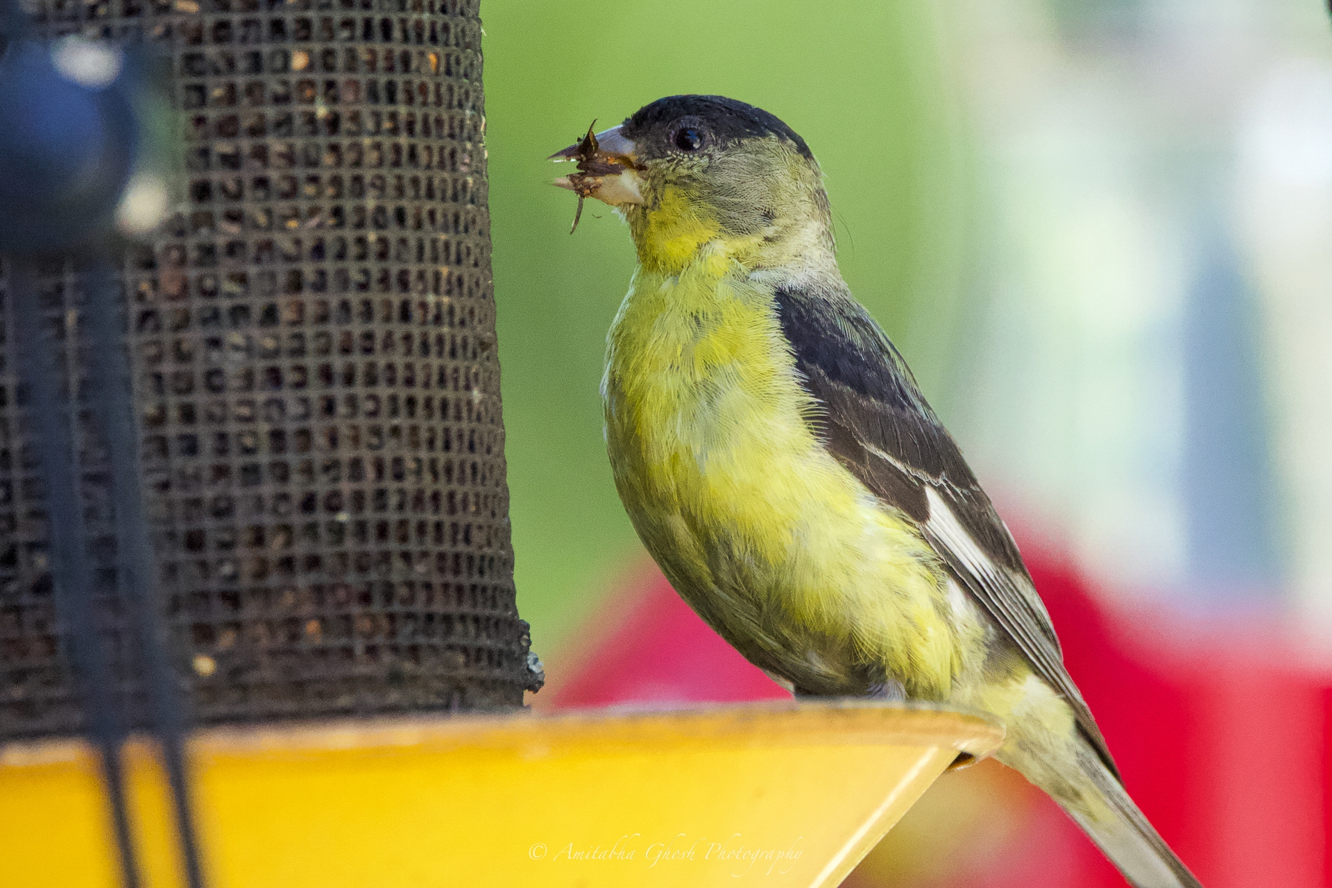 Bird Photography by Amitabha Ghosh