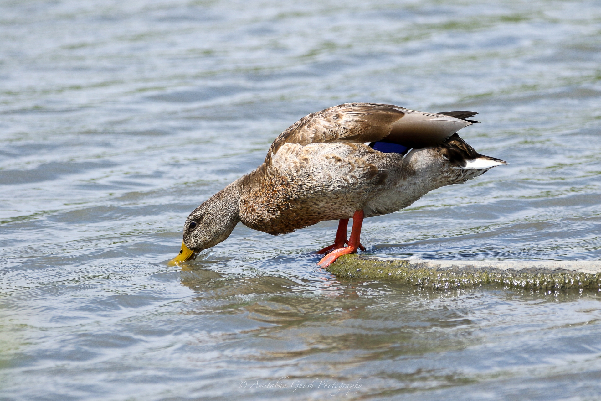 Bird Photography by Amitabha Ghosh