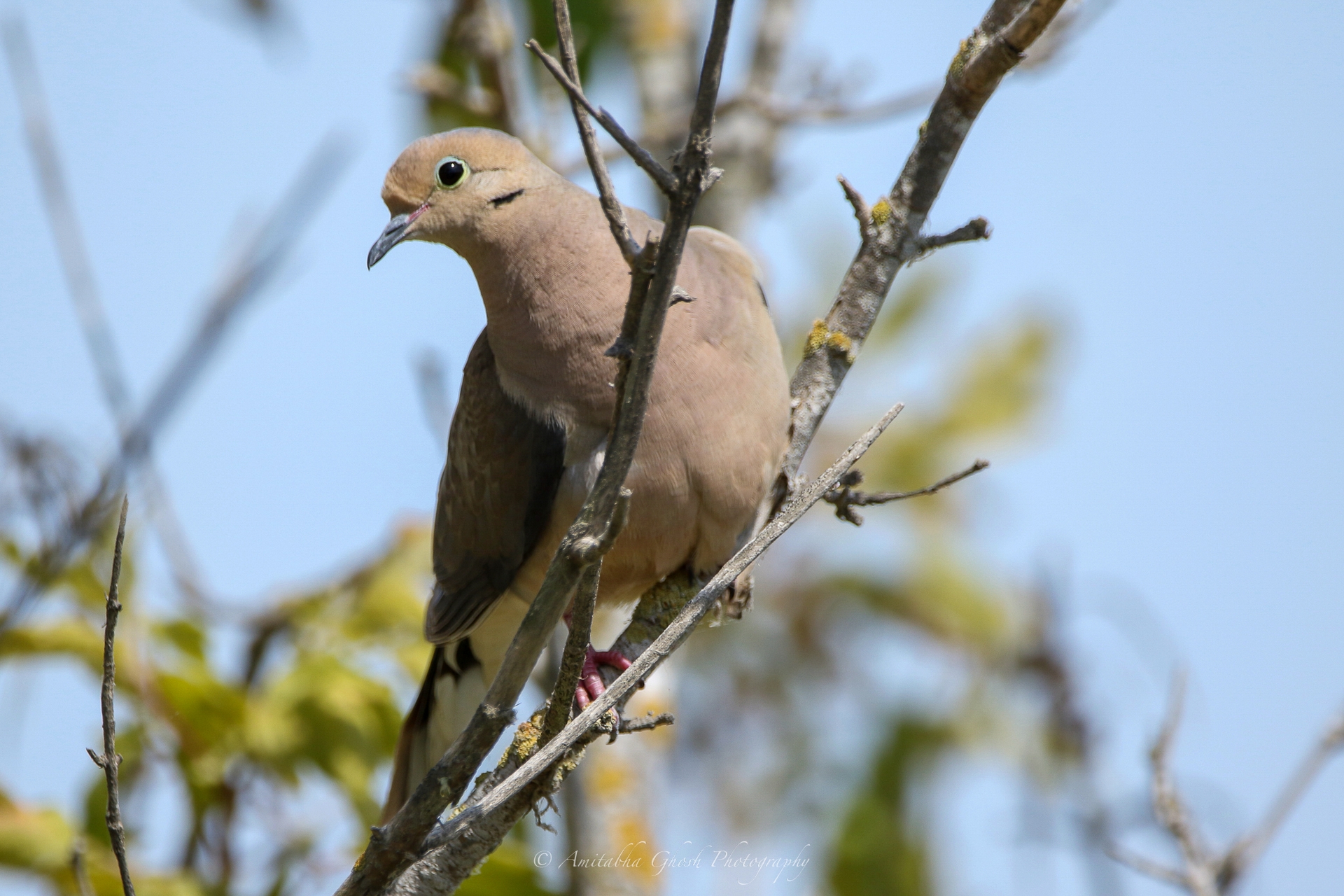 Bird Photography by Amitabha Ghosh